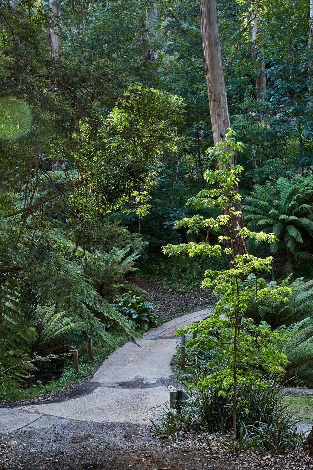 The Fernglen Forest Retreat Mount Dandenong Exterior foto